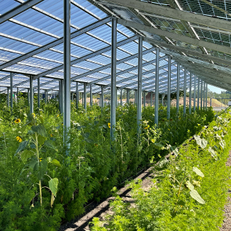 agri-photovoltaik